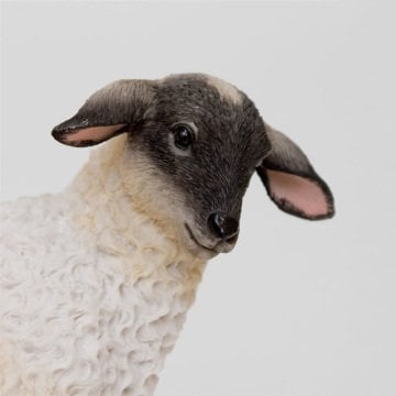 Kuzu Biblo - Veronese Design