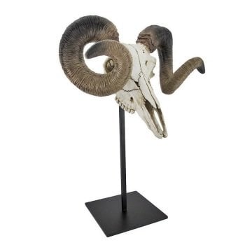 Büyük Boynuzlu Koç Kuru Kafası - Veronese Design