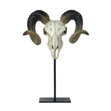 Büyük Boynuzlu Koç Kuru Kafası - Veronese Design